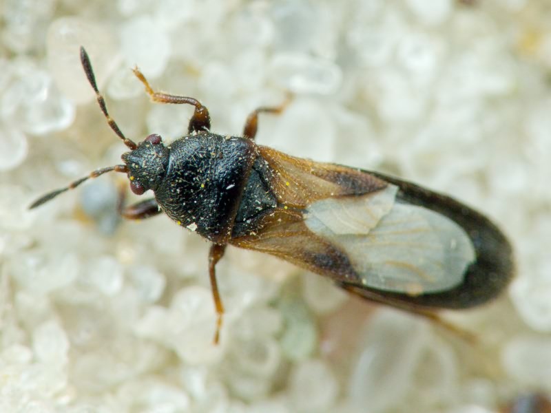 Dimorphopterus spinolae (Signoret, 1857)